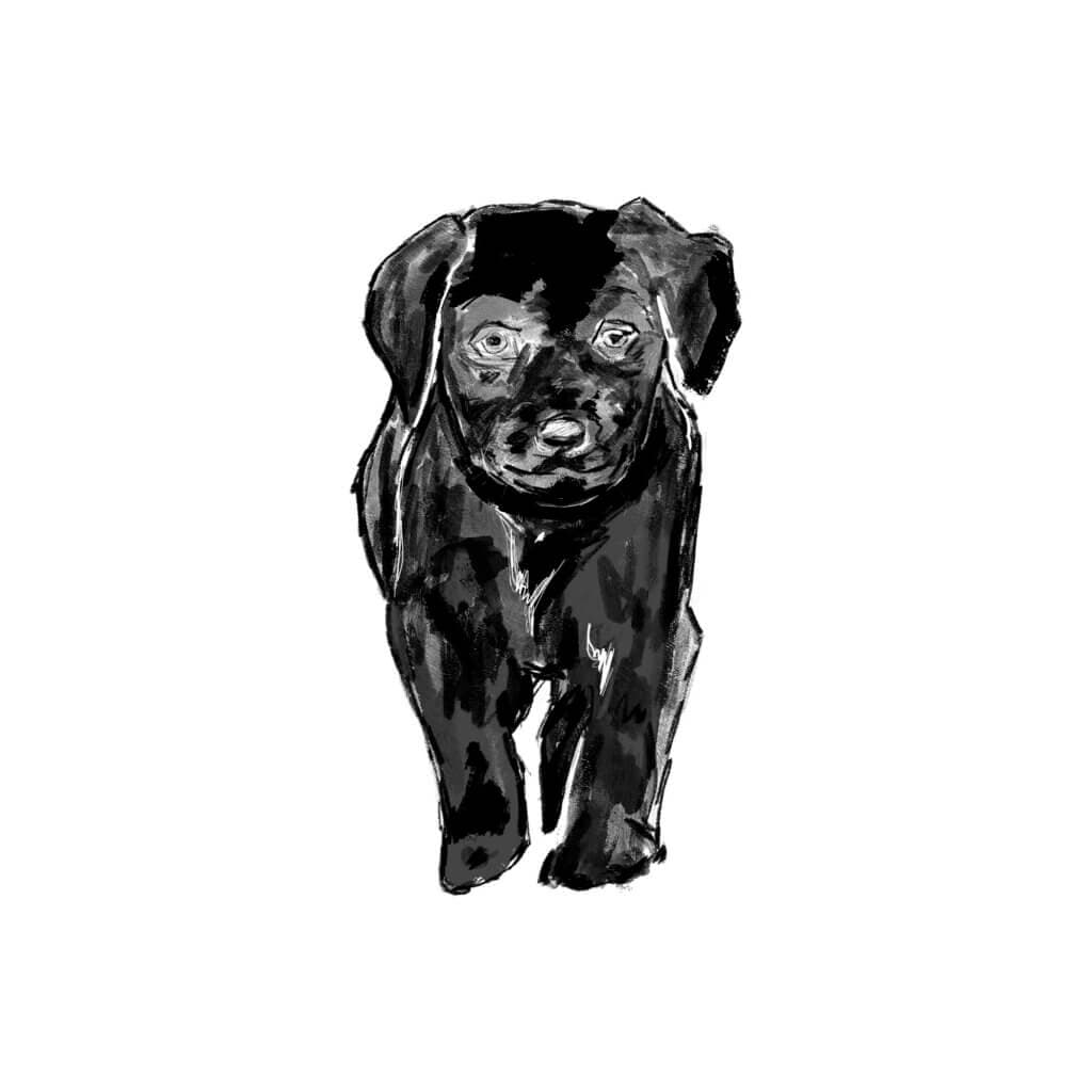 Woodrow de labrador als puppy