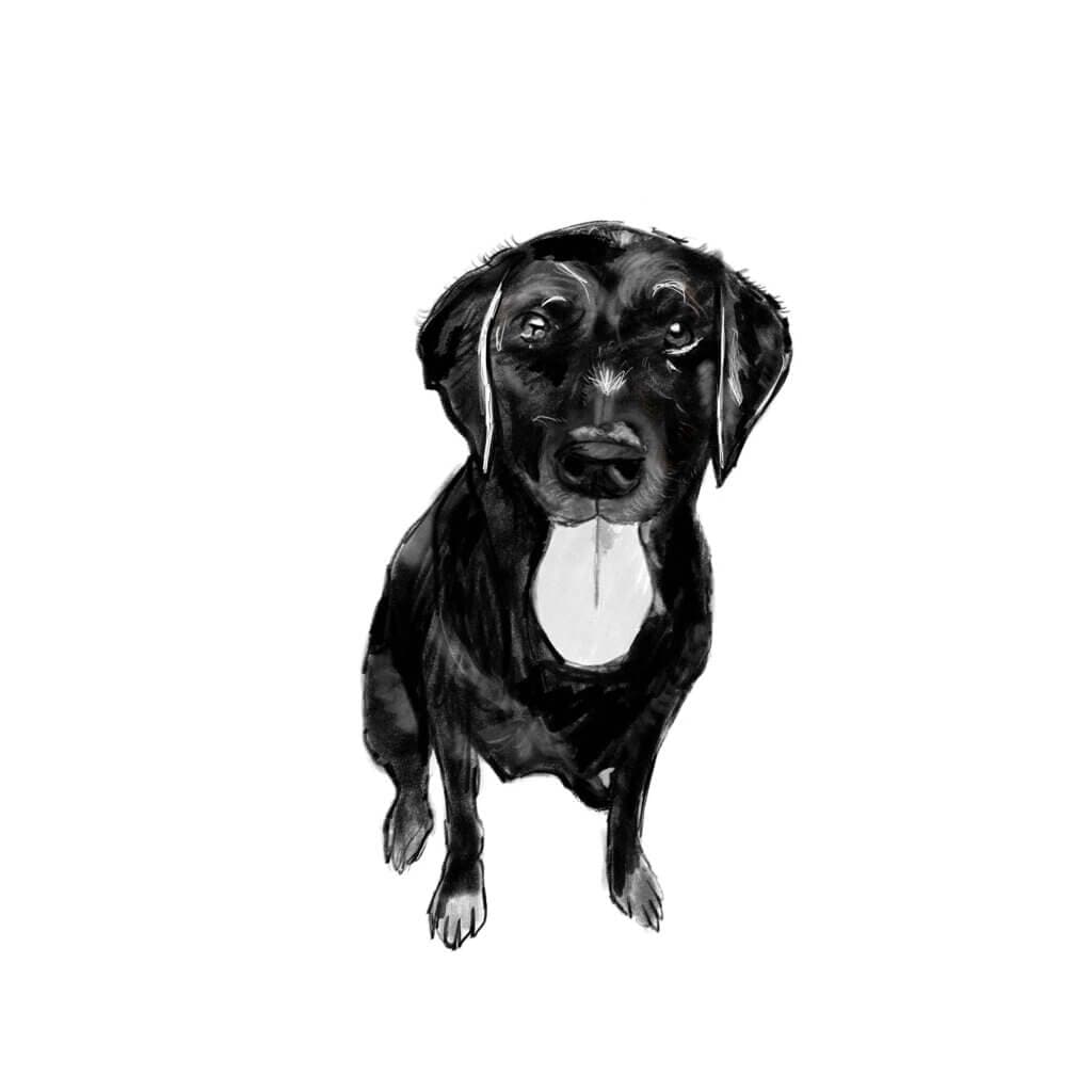 Woodrow de labrador zit met tong uit zijn mond