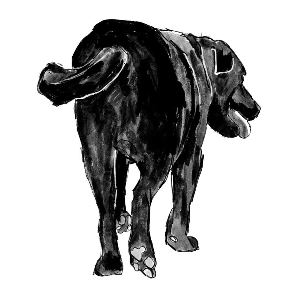 Woodrow de labrador loopt weg