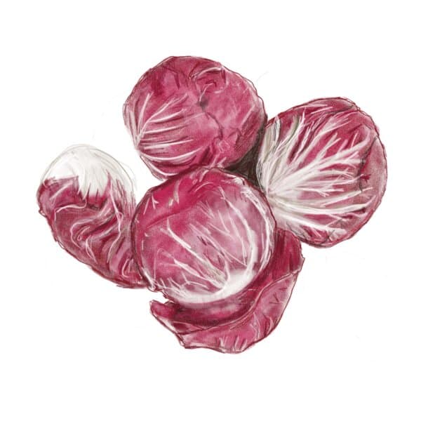 Radicchio